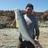 1120mm Threadfin Salmon